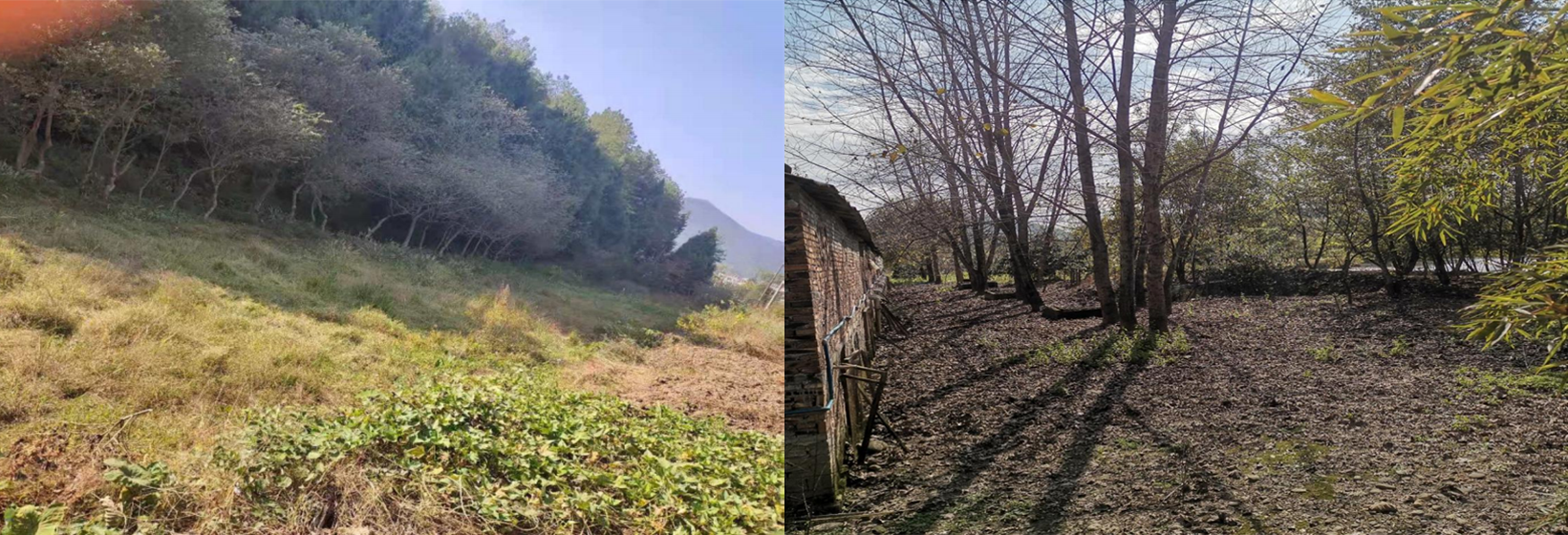 石塘村、五星村污水站現(xiàn)場選址現(xiàn)場圖.png